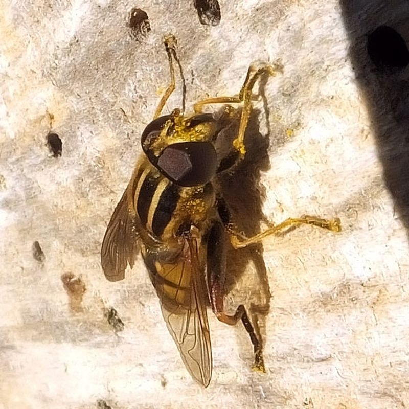 Helophilus pendulus - Hélophile suspendu #56865