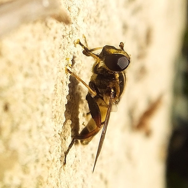Helophilus pendulus - Hélophile suspendu #56863