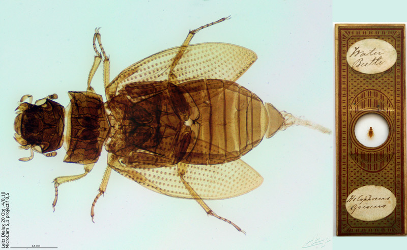 Helophorus griseus #64196