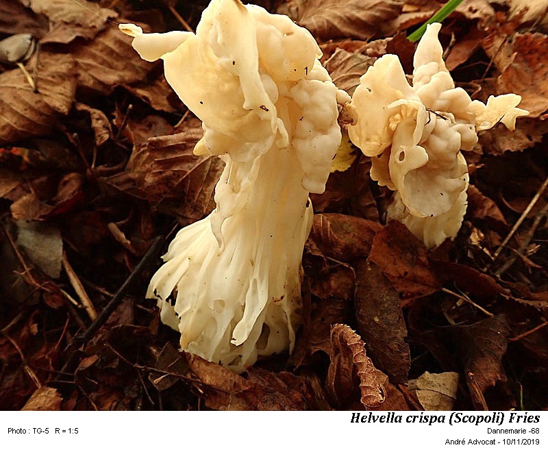 Helvella crispa (Scopoli) Fries #61051
