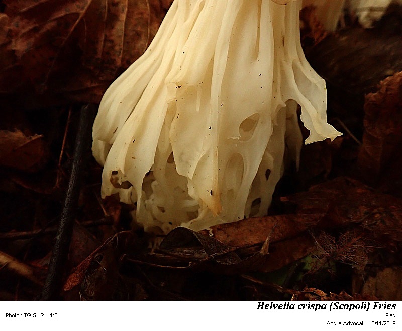 Helvella crispa (Scopoli) Fries #61053