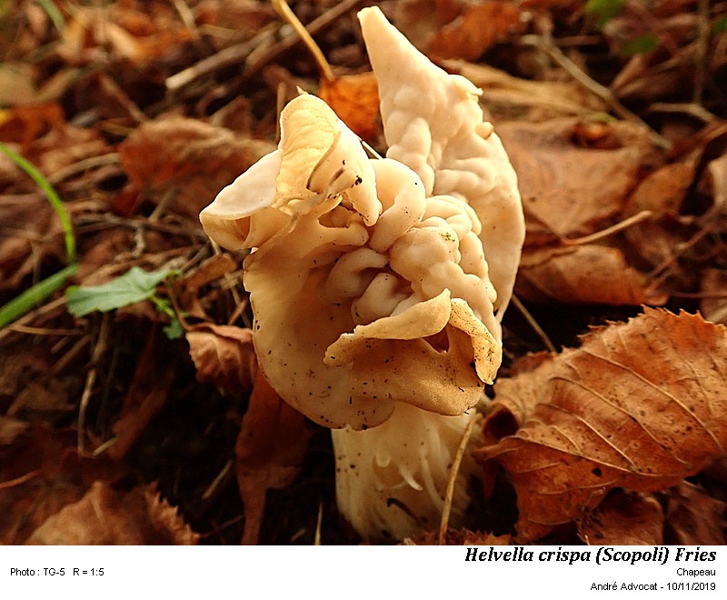Helvella crispa (Scopoli) Fries #61052