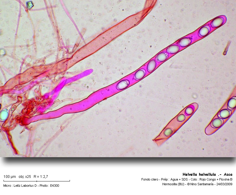Helvella helvellula (Durieu & Mont.) Dissing 1966 #9535