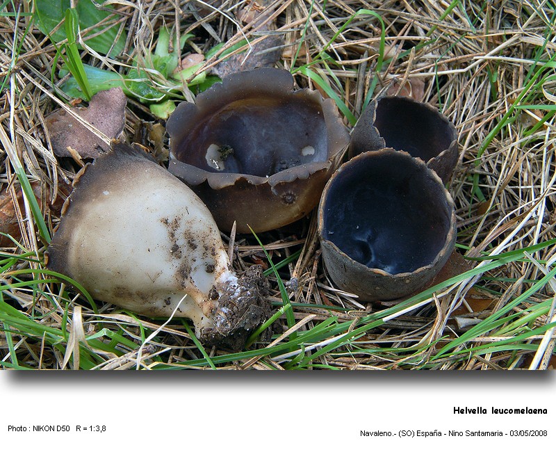 Helvella leucomelaena (Pers.) Nannf. #3660