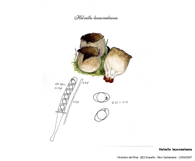 Helvella leucomelaena (Pers.) Nannf. #3657