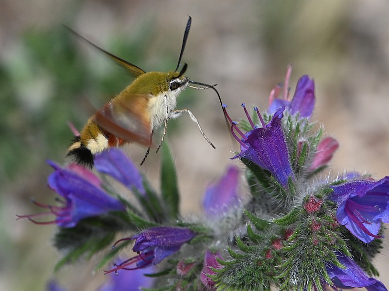 Hemaris fuciformis L.    Le sphynx gazé #59044