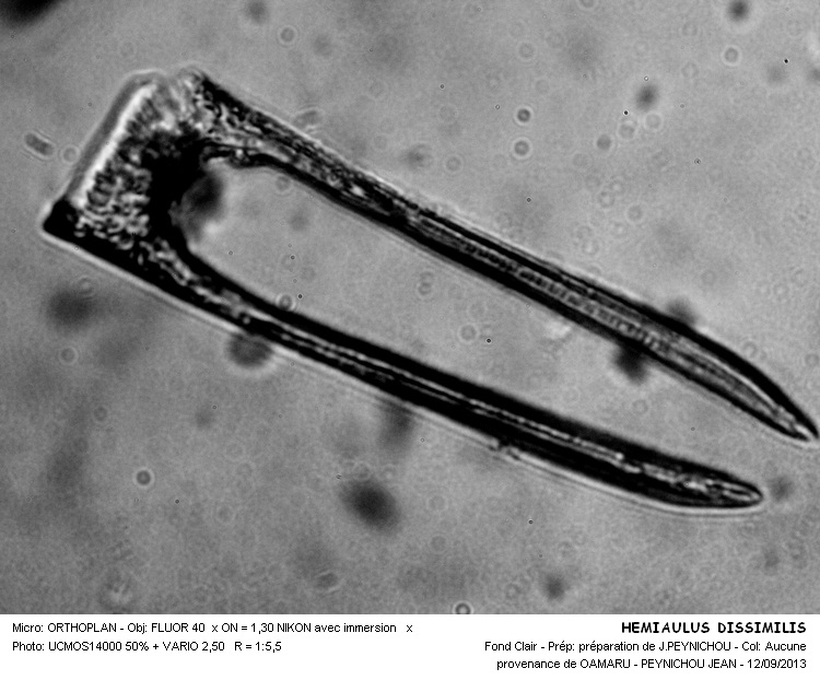 HEMIAULUS  DISSIMILIS #33750
