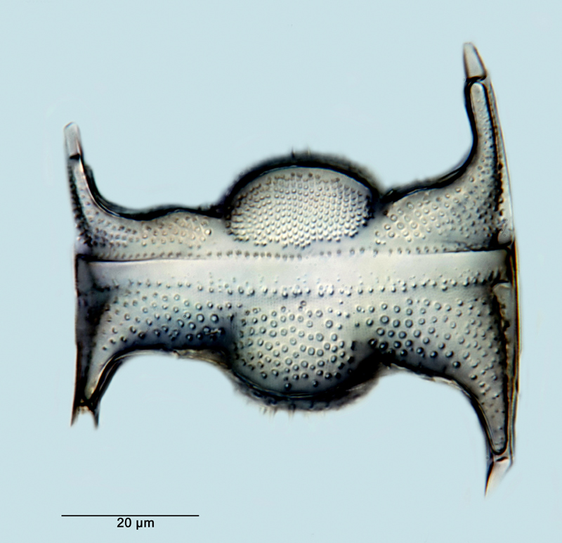 Hemiaulus elegans #35860