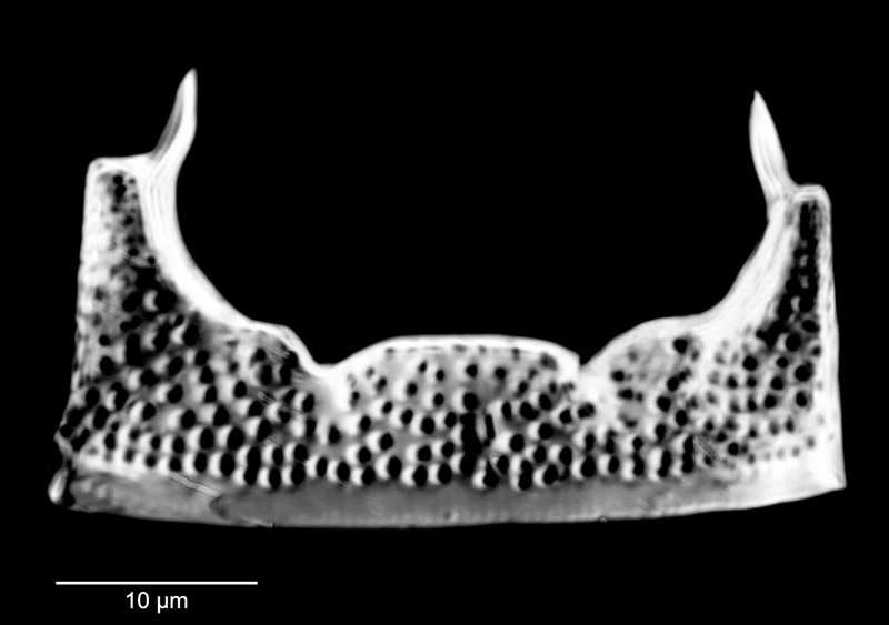 Hemiaulus elegans #81629