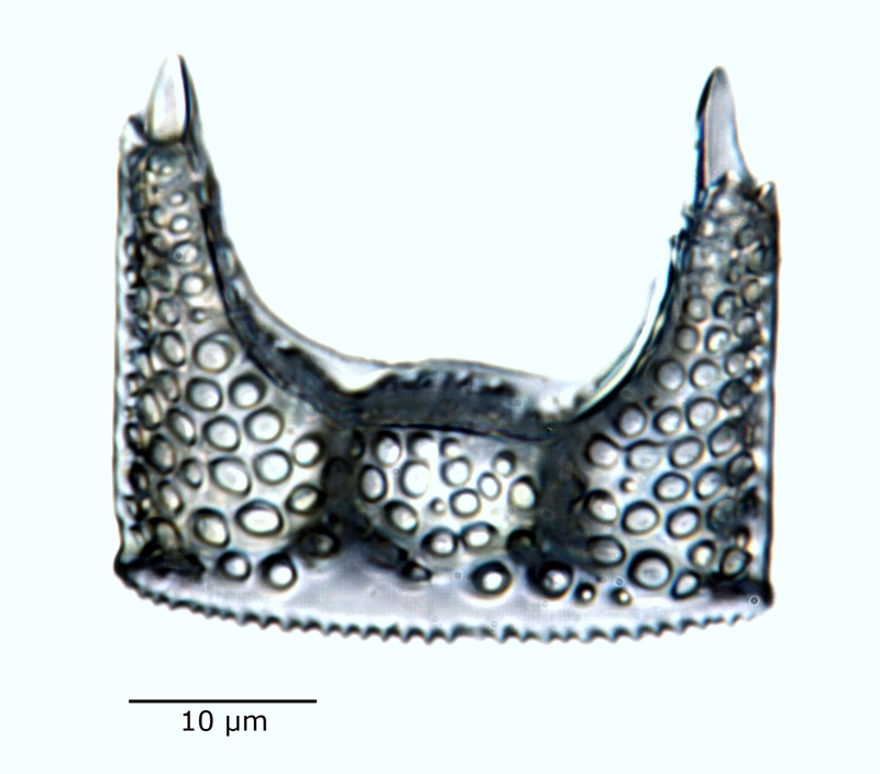 Hemiaulus polymorphus var. frigida #60925