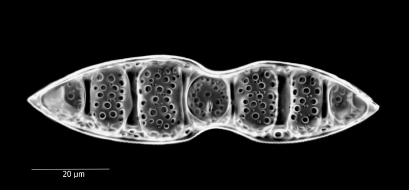 Hemiaulus proteus #67209