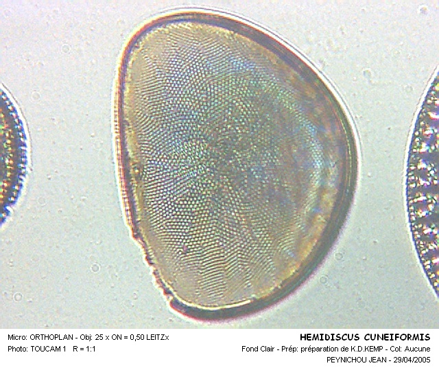 HEMIDISCUS CUNEIFORMIS #32013