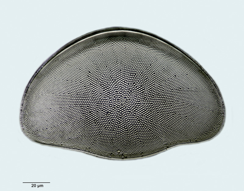 Hemidiscus niveus Hanna & Grant 1926 #33521