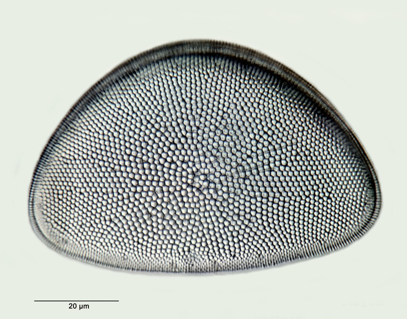 Hemidiscus simplicissimus Hanna & Grant #33520