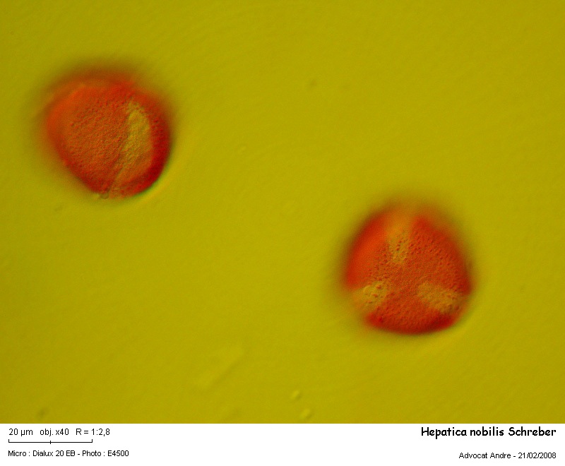 Hepatica nobilis Schreber #2522