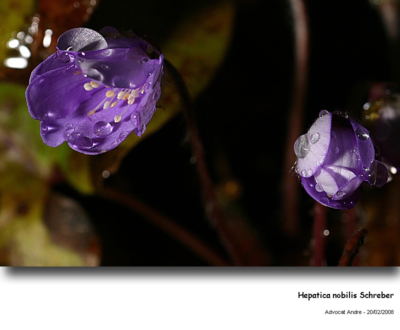 Hepatica nobilis Schreber #2518