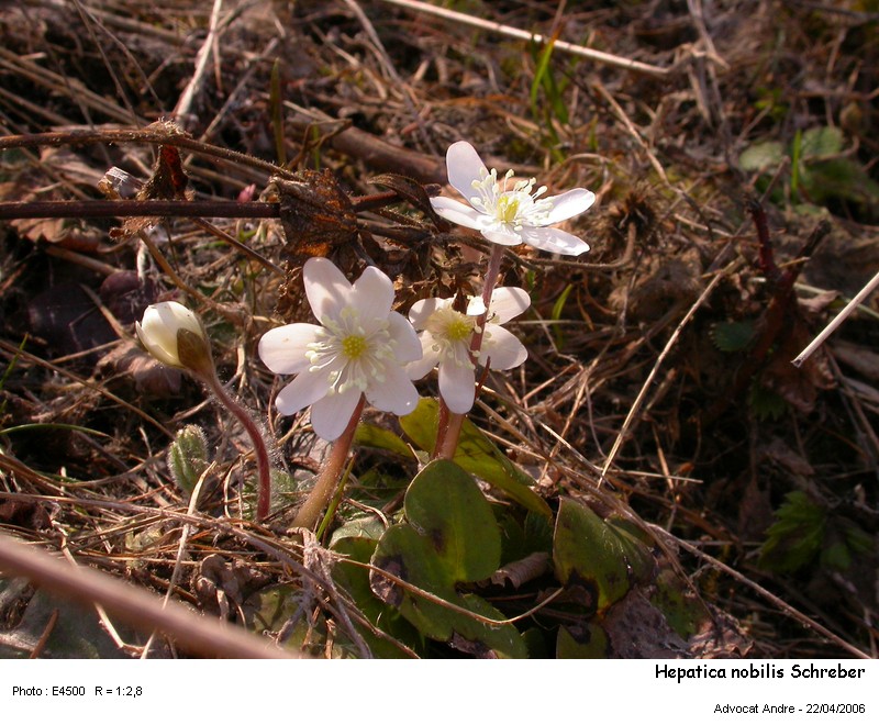 Hepatica nobilis Schreber #2519