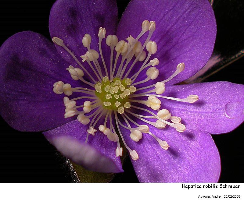 Hepatica nobilis Schreber #2520