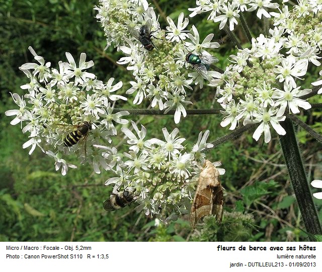 HERACLEUM SPHONDYLIUM - BERCE COMMUNE #36857
