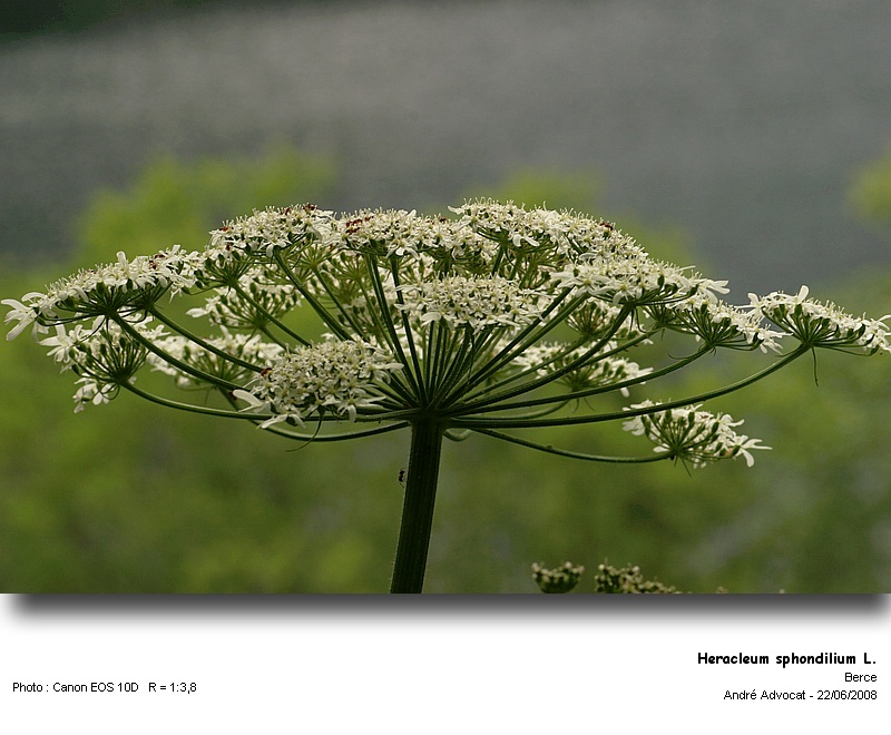 Heracleum sphondylium L. (La berce des prés,Baradoba) #4520
