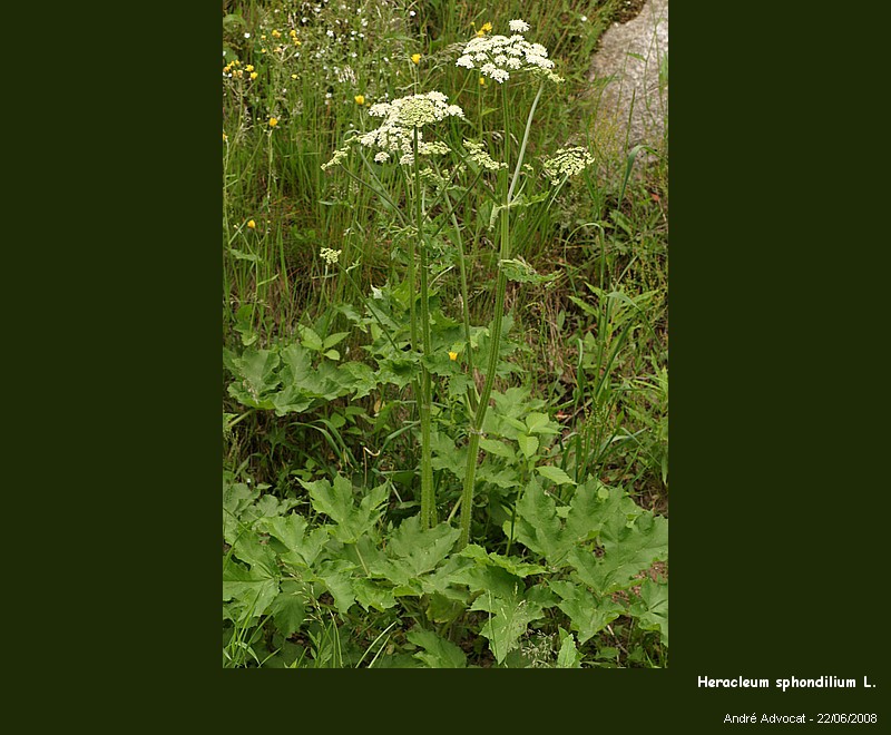 Heracleum sphondylium L. (La berce des prés,Baradoba) #4519