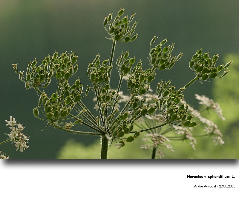 Heracleum sphondylium L. (La berce des prés,Baradoba) #4521