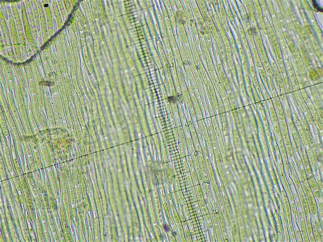 Herzogiella seligeri (Brid.) Z.Iwats. #61818