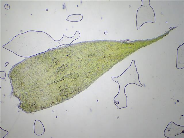 Herzogiella seligeri (Brid.) Z.Iwats. #61816