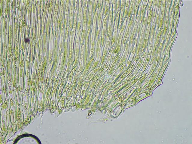 Herzogiella seligeri (Brid.) Z.Iwats. #61819