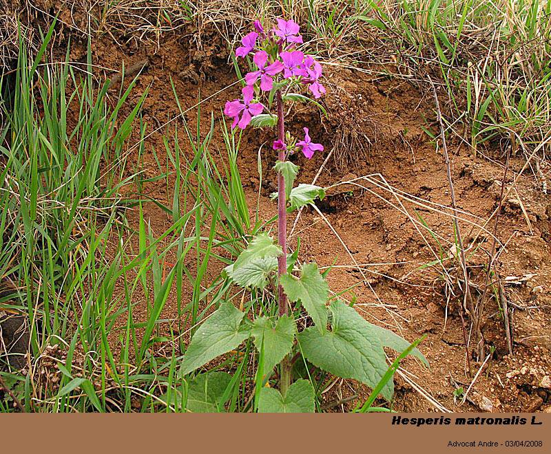 Hesperis matronalis L. (Julienne des dames) #3289