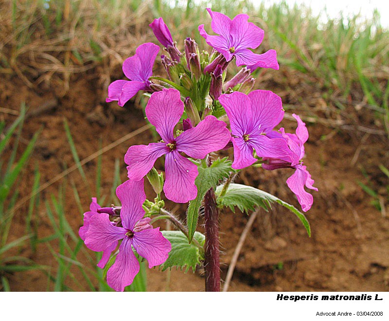 Hesperis matronalis L. (Julienne des dames) #3290