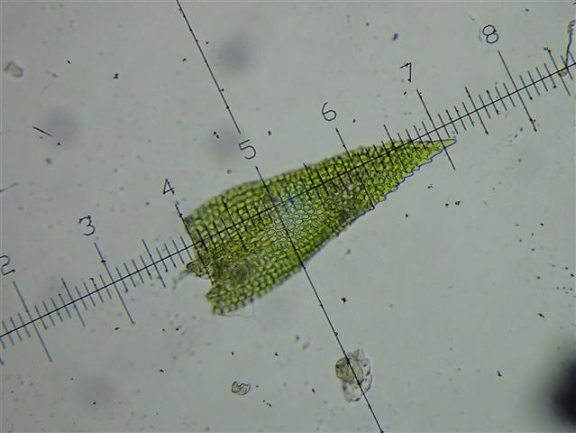 Heterocladium flaccidum (Schimp.) A.J.E.Sm. #62012
