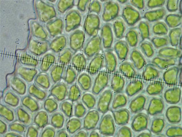 Heterocladium flaccidum (Schimp.) A.J.E.Sm. #62013