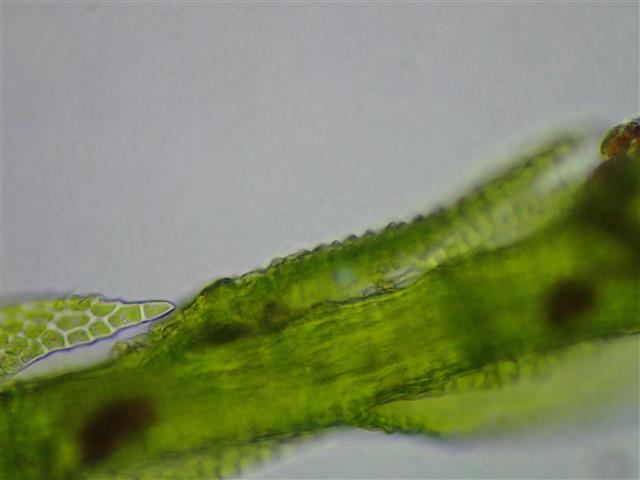Heterocladium flaccidum (Schimp.) A.J.E.Sm. #62014