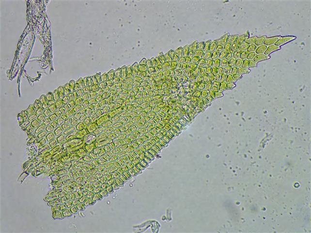 Heterocladium flaccidum (Schimp.) A.J.E.Sm. #62011