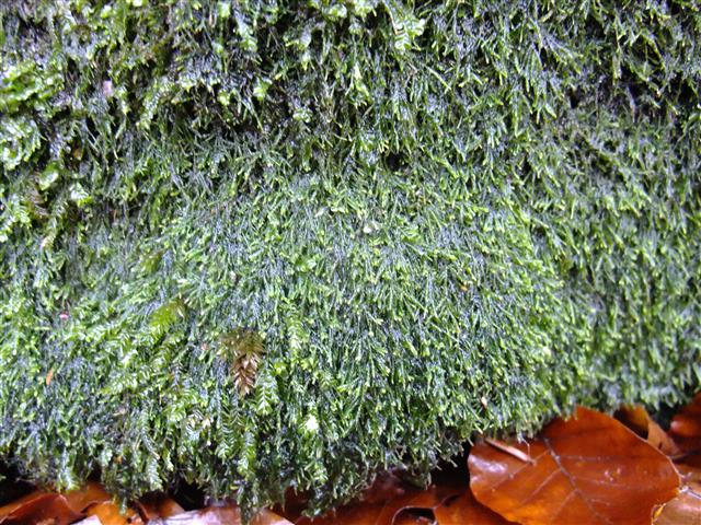 Heterocladium heteropterum (Brid.) Schimp. #61213