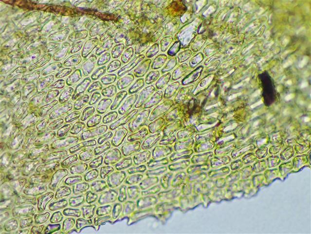 Heterocladium heteropterum (Brid.) Schimp. #61217