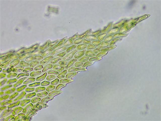 Heterocladium heteropterum (Brid.) Schimp. #61216