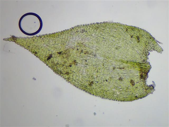 Heterocladium heteropterum (Brid.) Schimp. #61215