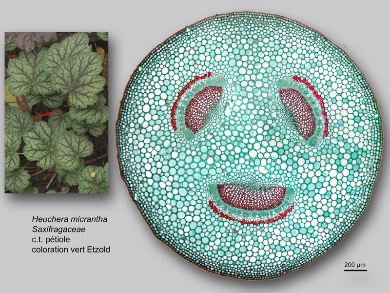Heuchera micrantha, histologie, histology. #24216