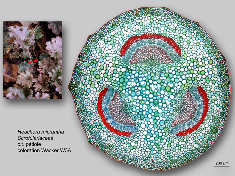 Heuchera micrantha, histologie, histology. #24215