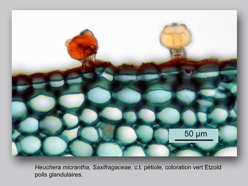 Heuchera micrantha, histologie, histology. #24218