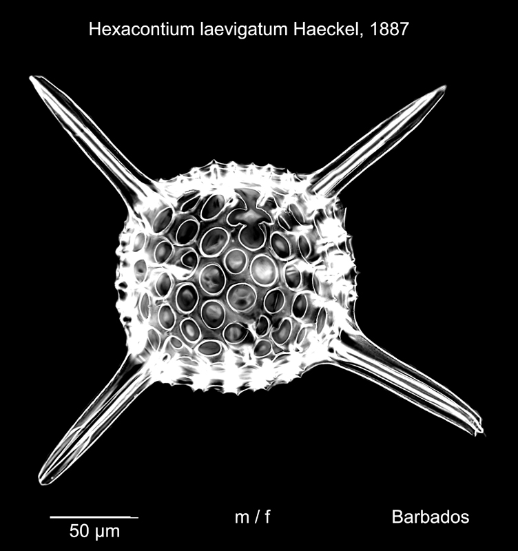 Hexacontium laevigatum #78251