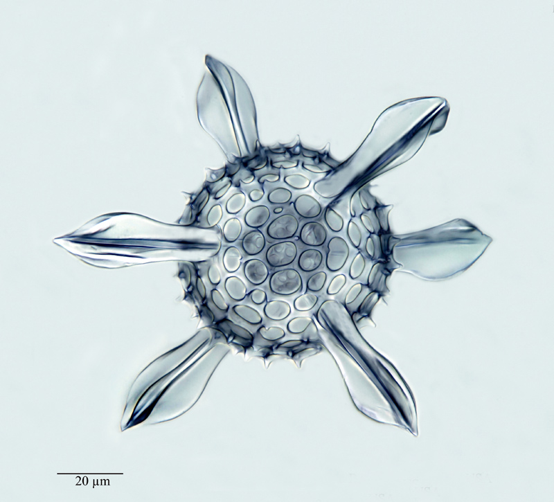 Hexacontium papillosum Haeckel 1887 #22411