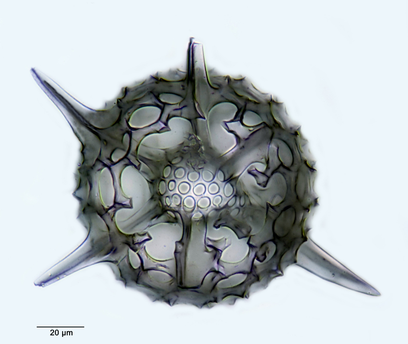 Hexalonche aristarchi #48034