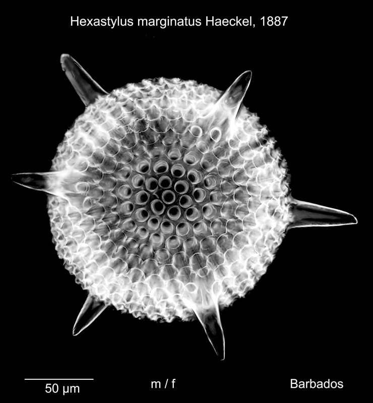 Hexastylus marginatus #78252