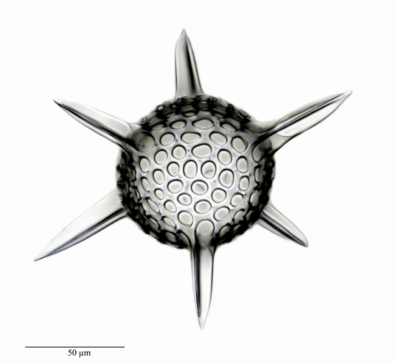 Hexastylus triaxonius Haeckel #45110