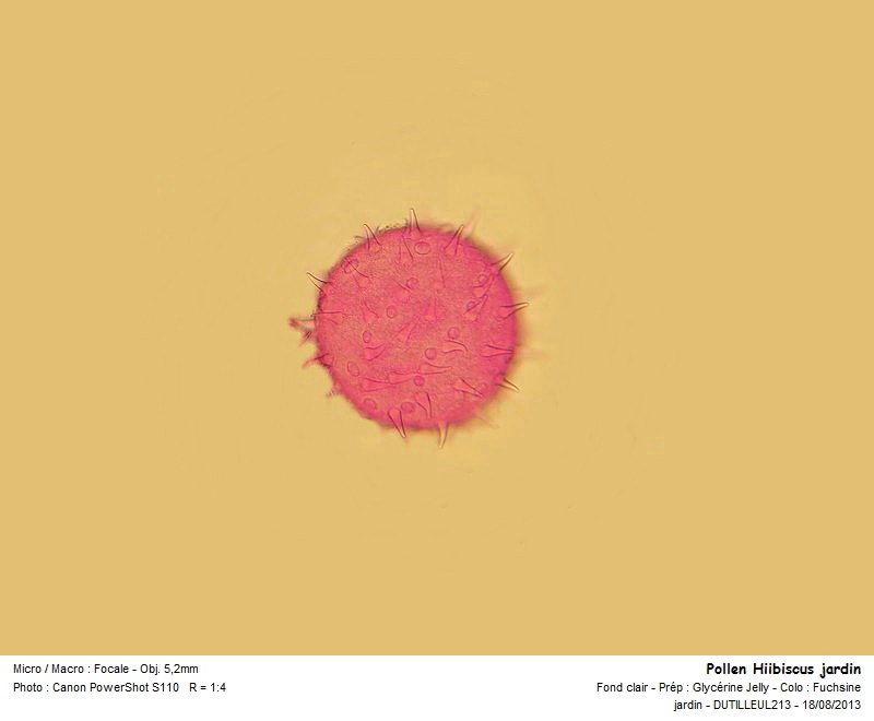 Hibiscus syriacus - Althéa -Pollen #33418