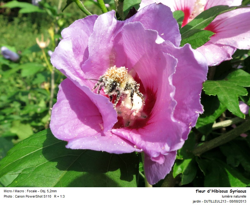 Hibiscus syriacus - Althéa -Pollen #33417