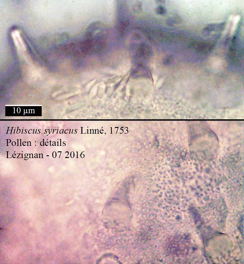 Hibiscus syriacus Linné, 1753 #46029